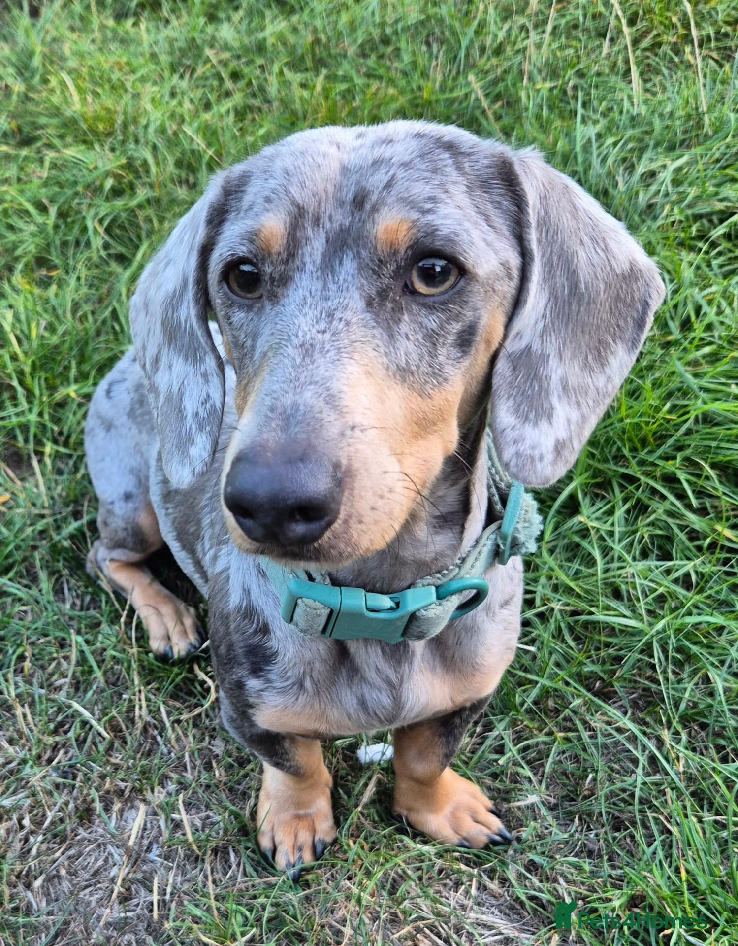 Miniature Dachshund dogs Stunning 18mth old male - Advert 1