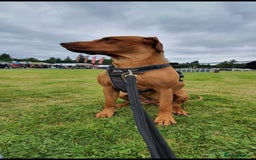 Rhodesian Ridgeback dogs for sale: Stunning Rhodesian RidgeBack Pups.. - Image 15