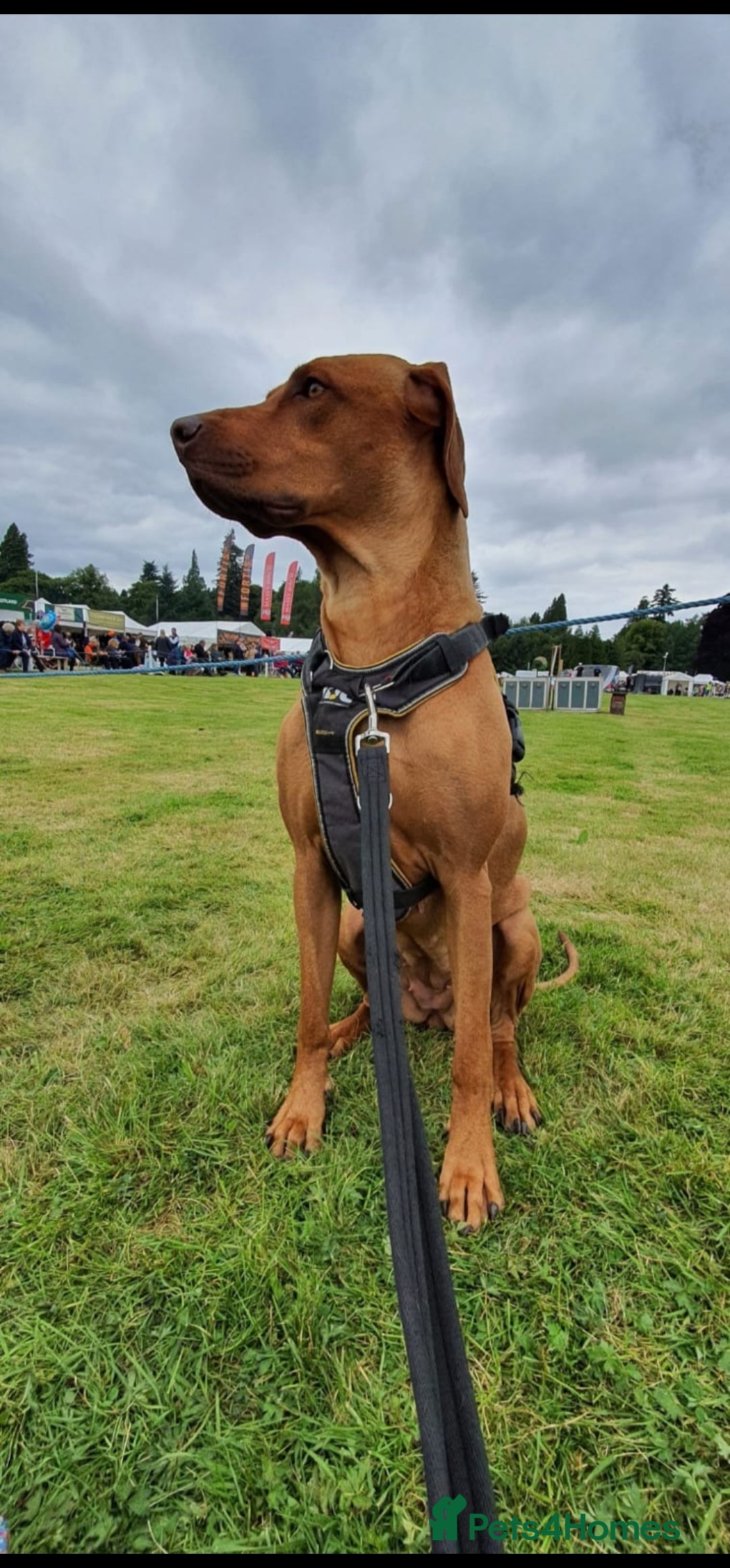 Rhodesian Ridgeback dogs for sale: Stunning Rhodesian RidgeBack Pups.. - Image 15
