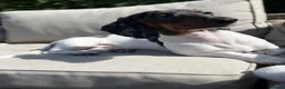 Miniature Dachshund dogs for sale: Rehoming my beautiful Miniature dachshund  - Advert 7