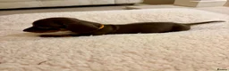 Miniature Dachshund dogs for sale: Miniature dachshunds  - Advert 5