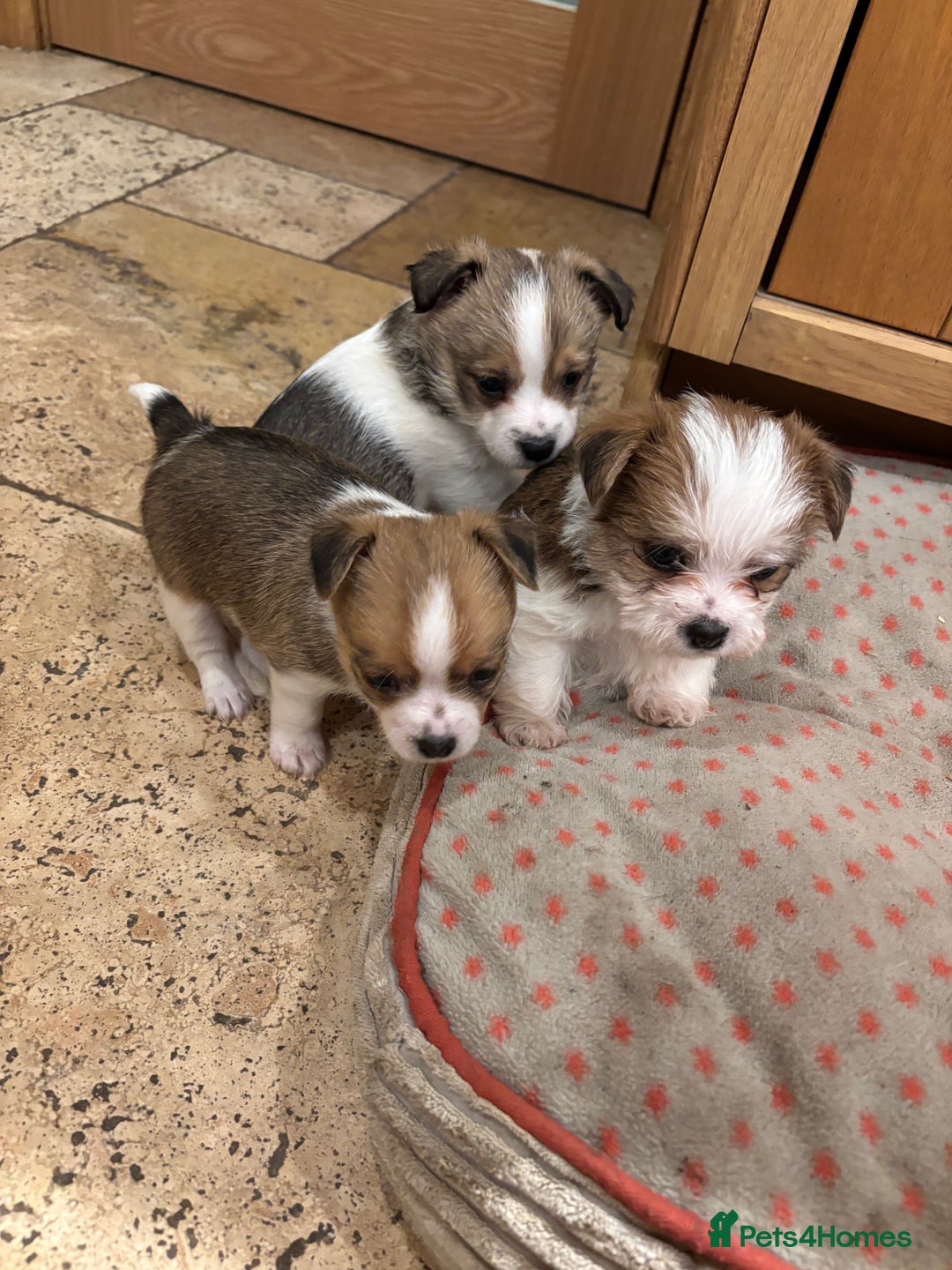 Mixed Breed dogs for sale: Adorable Puppies! - Advert 2
