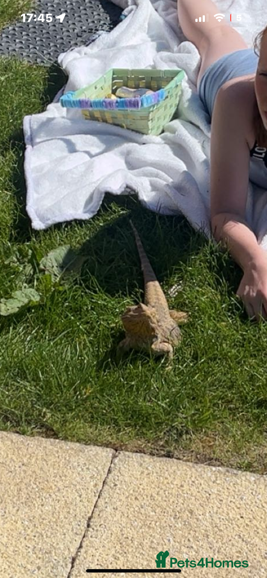 Bearded Dragon reptiles for sale: Bearded dragon and full set up  - Image 3