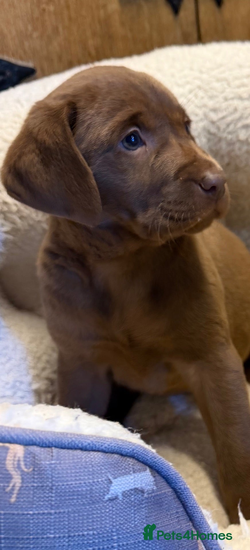 Labrador Retriever dogs for sale: Labrador puppies - Advert 10