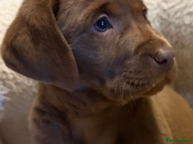 Labrador Retriever dogs for sale: Labrador puppies - Advert 4