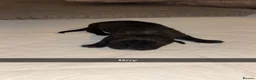 Cane Corso dogs for sale: Cane corso pups  in Nuneaton - Advert 11