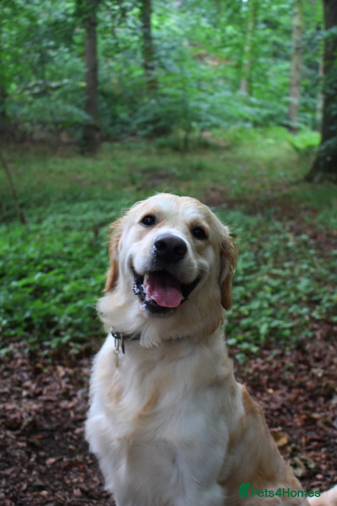 Golden Retriever dogs for stud: KC Cream Golden Retriever Stud - Champion Lines - Advert 8