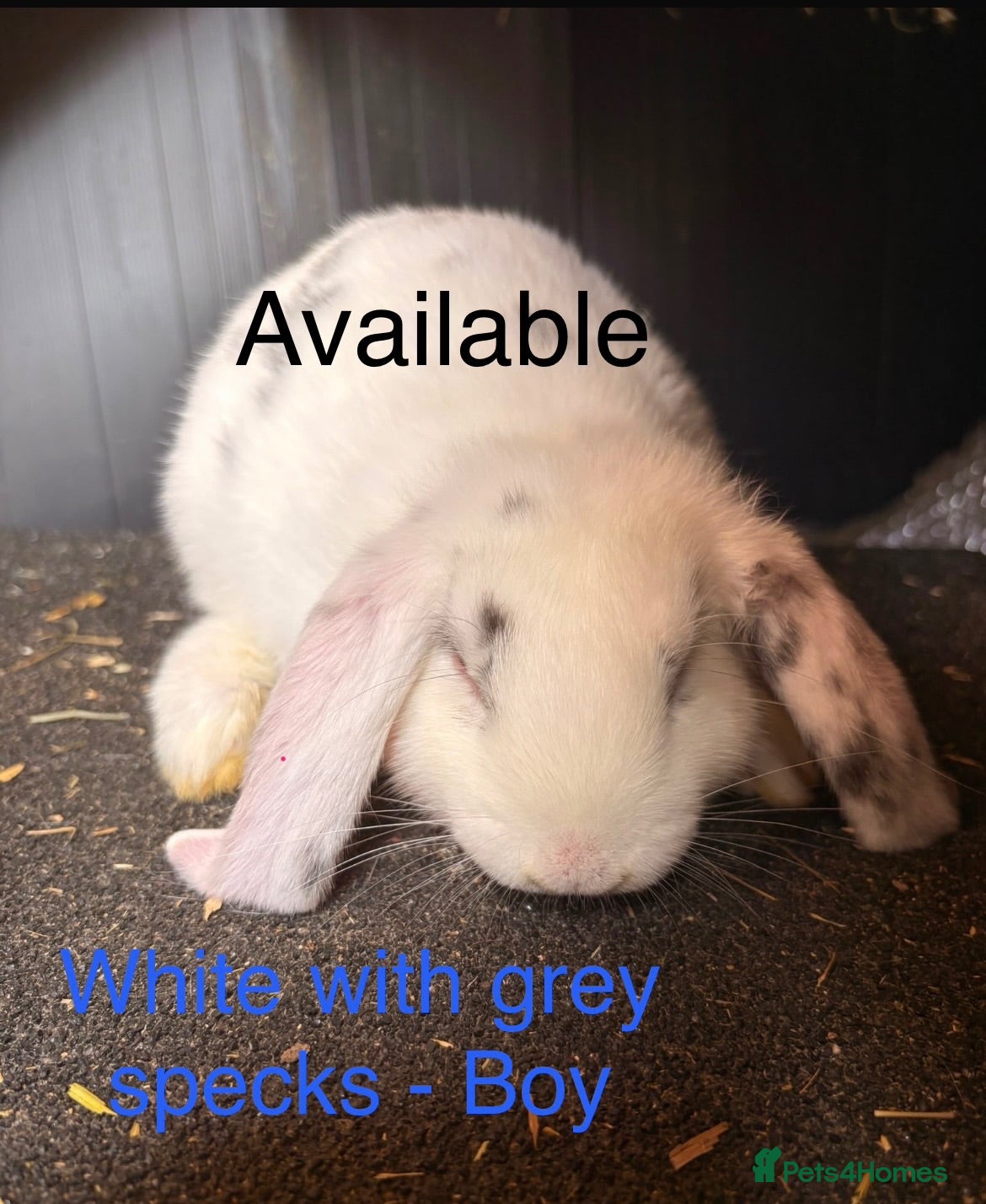 Mini Lop rabbits ONLY 3 BOYS LEFT, READY NOW Lop eared Rabbits - Advert 2