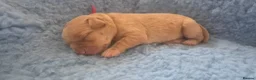 Labrador Retriever dogs for sale: Health Tested Beautifully Bred Labrador Puppies  in Southampton - Advert 5