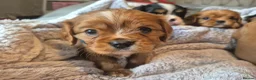King Charles Spaniel dogs for sale: 6 beautiful king charles cavalier puppies - Advert 10