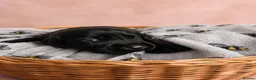 Labrador Retriever dogs for sale: KC registered Balck labrador retrievers - Advert 12