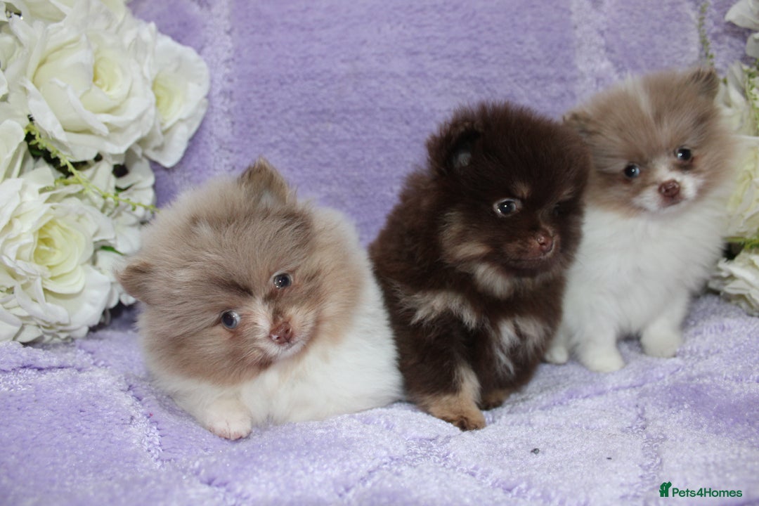 Pomeranian dogs for sale: PARTI MERLE QUALITY KC POMERANIANS - Image 11