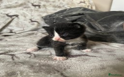 Mixed Breed cats for sale: Beautiful fluffy kittens for sale - Image 8