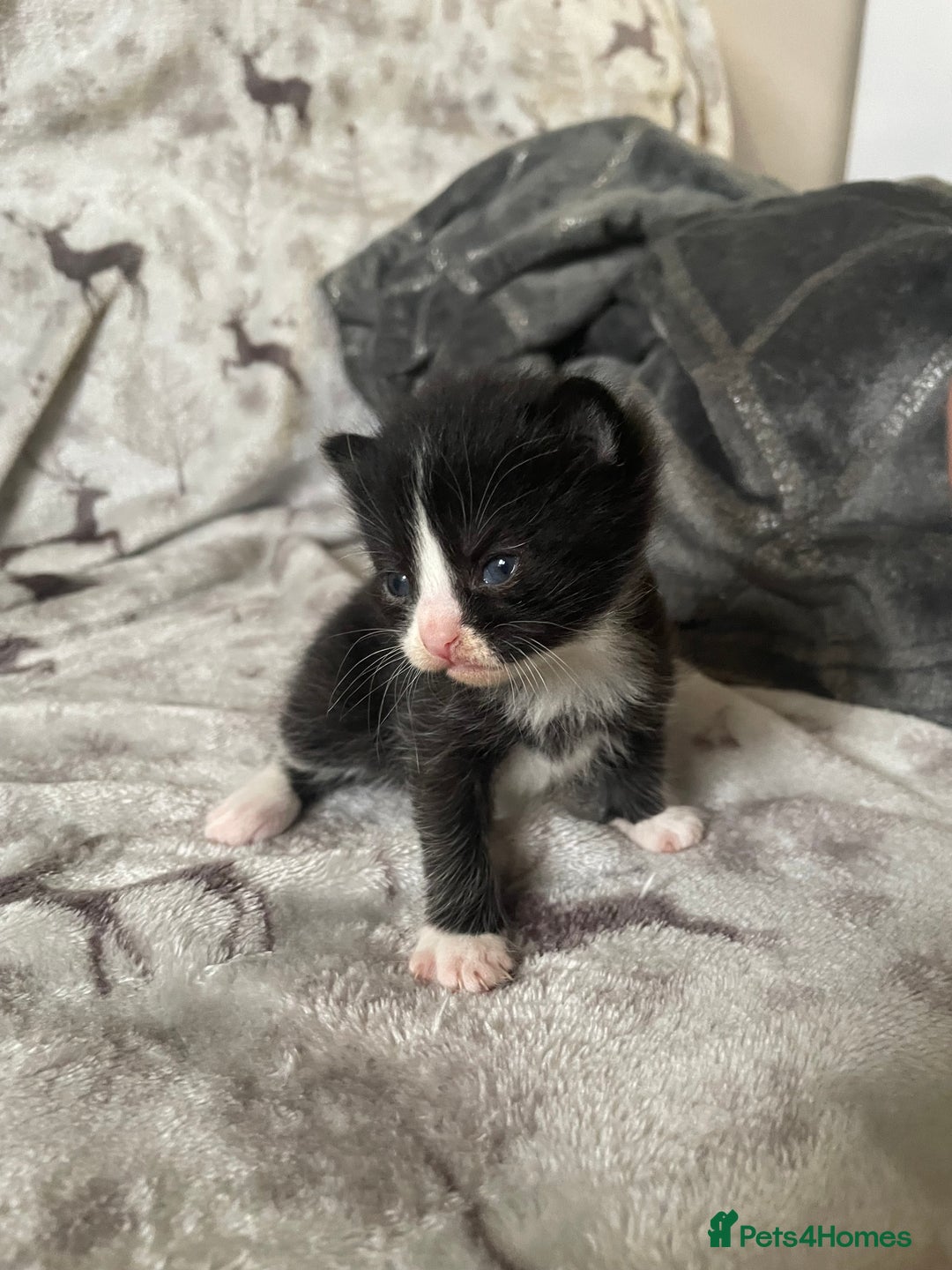 Mixed Breed cats for sale: Beautiful fluffy kittens for sale - Image 8