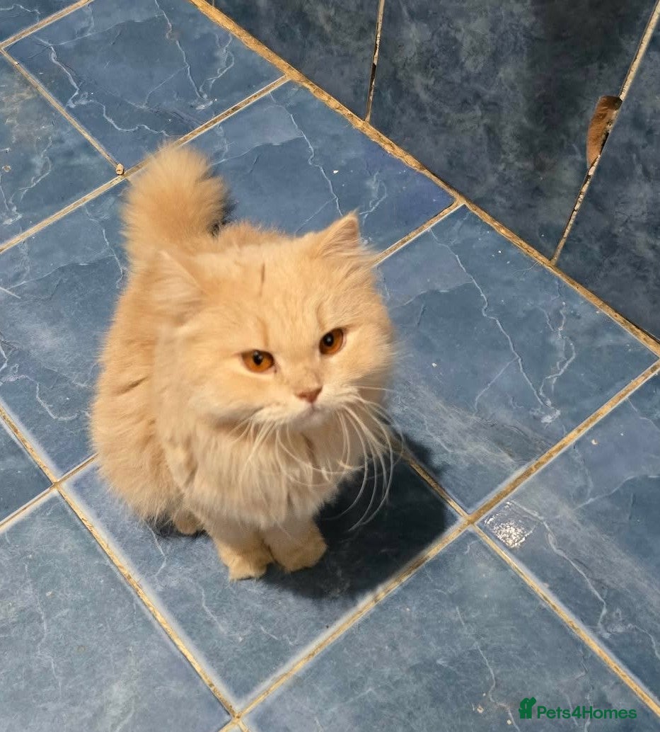 Mixed Breed cats Sweet Magic is looking for love - Advert 1