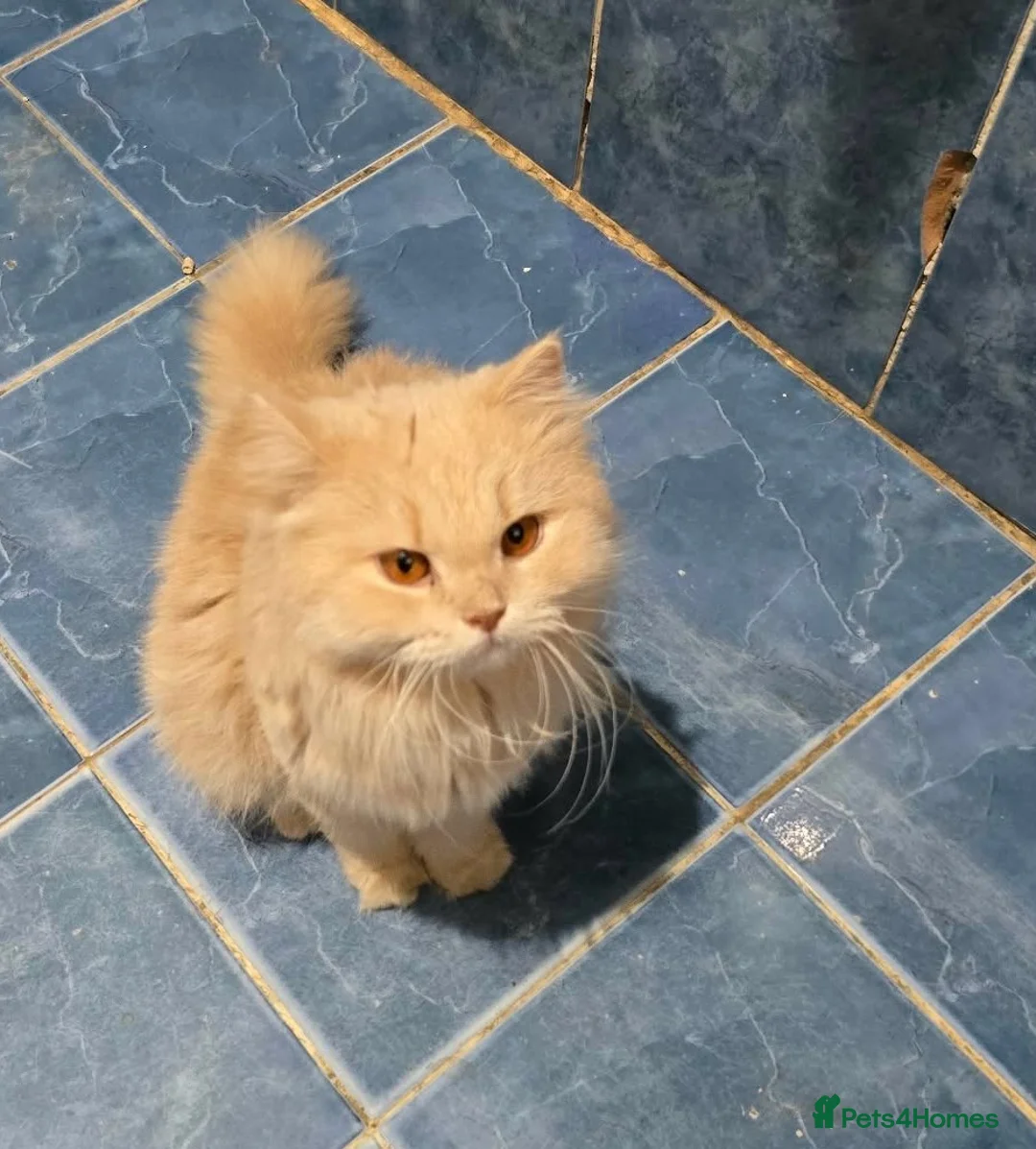 Mixed Breed cats for adoption: Sweet Magic is looking for love - Advert 1