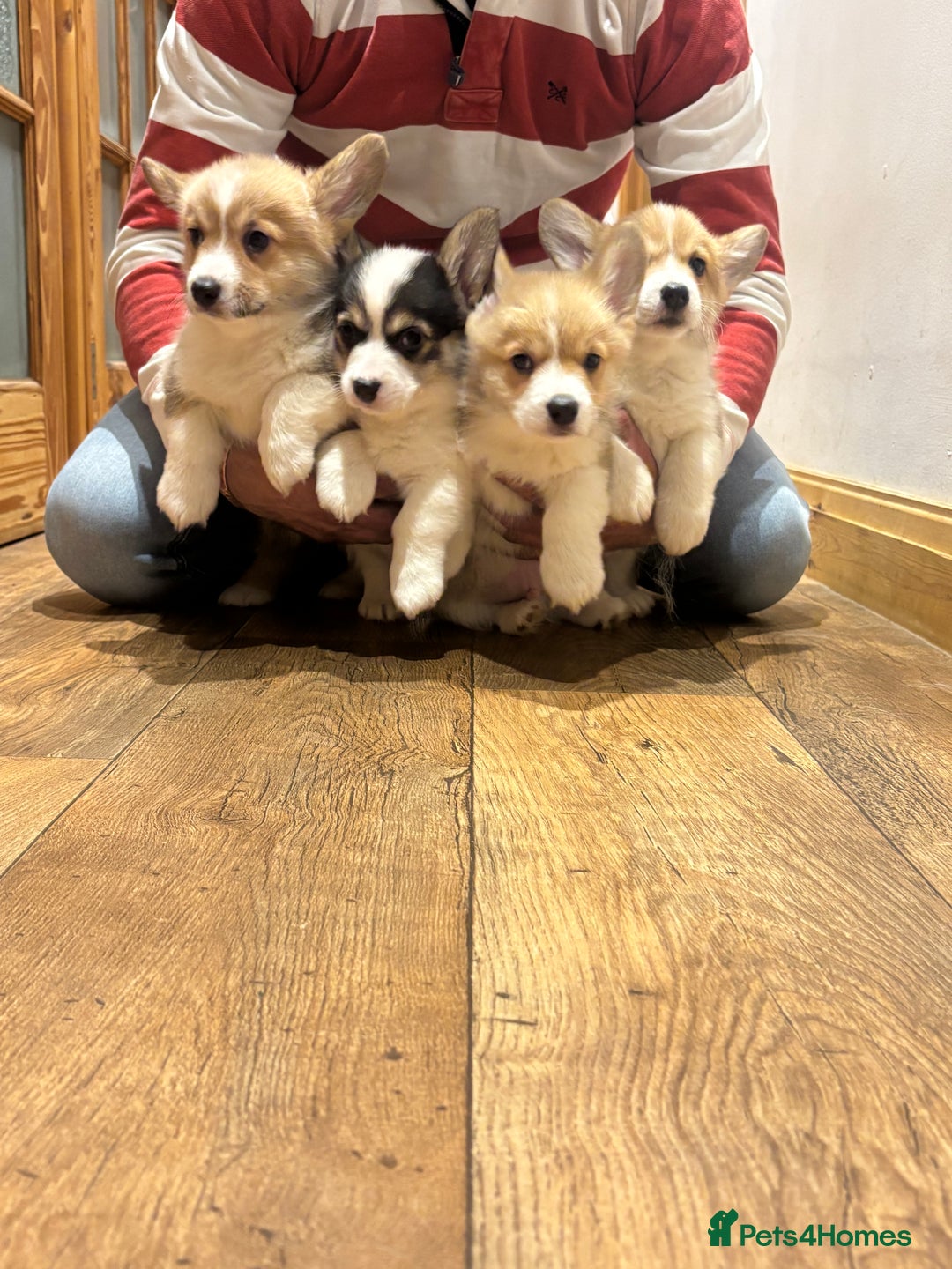 Welsh Corgi Pembroke dogs for sale: Pedegree Pembroke corgi pups  - Advert 1