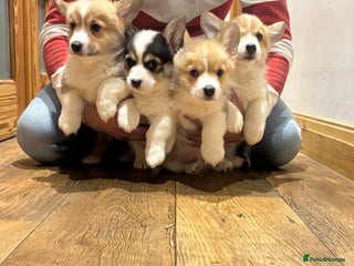 Welsh Corgi Pembroke dogs Pedegree Pembroke corgi pups - Advert 1
