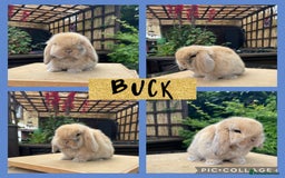 Mini Lop rabbits for sale: Mini lop buck and doe ready to reserve  - Image 1