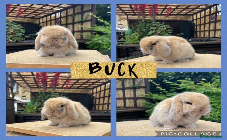 Mini Lop rabbits - Advert 11