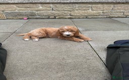 Goldendoodle dogs for sale: F1 miniature Goldendoodle puppies. - Image 12