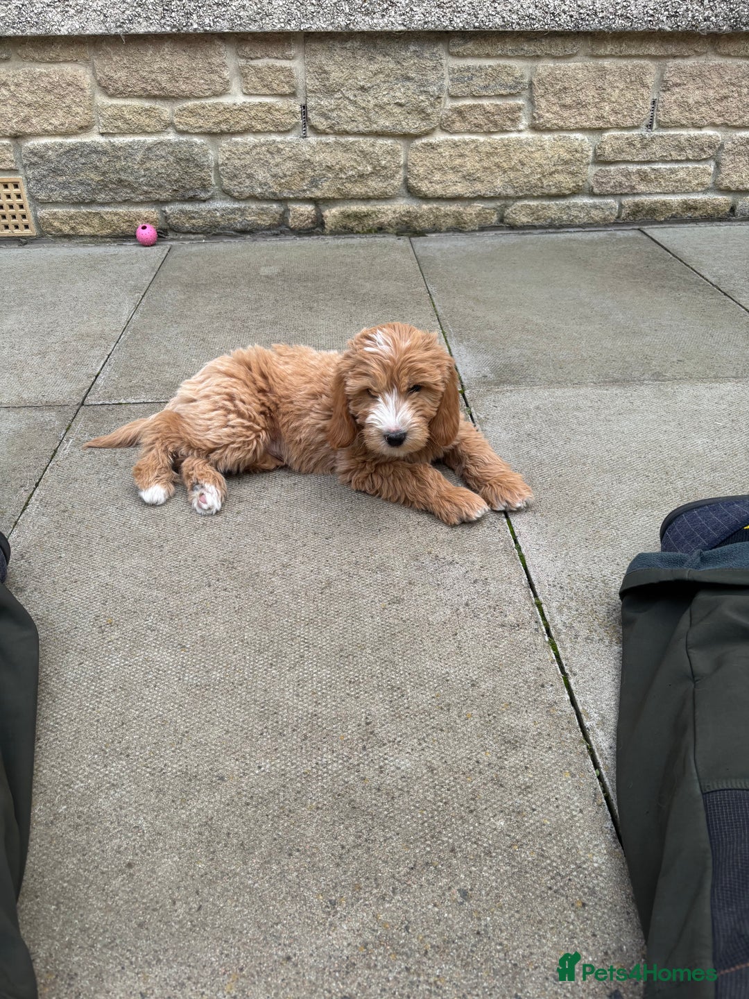 Goldendoodle dogs for sale: F1 miniature Goldendoodle puppies. - Image 12