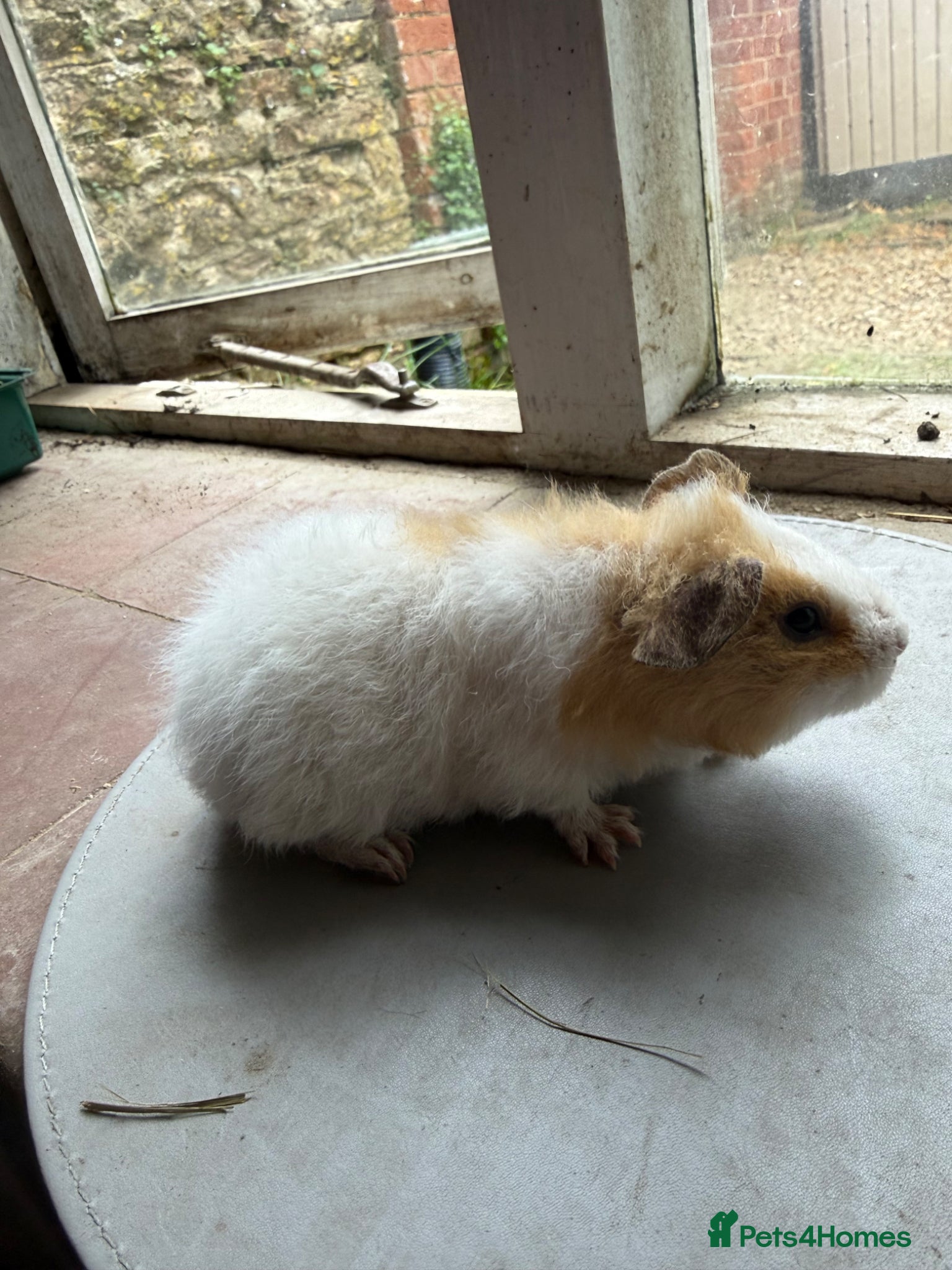 Guinea Pig rodents for sale: 3 boys looking for new homes! - Advert 1