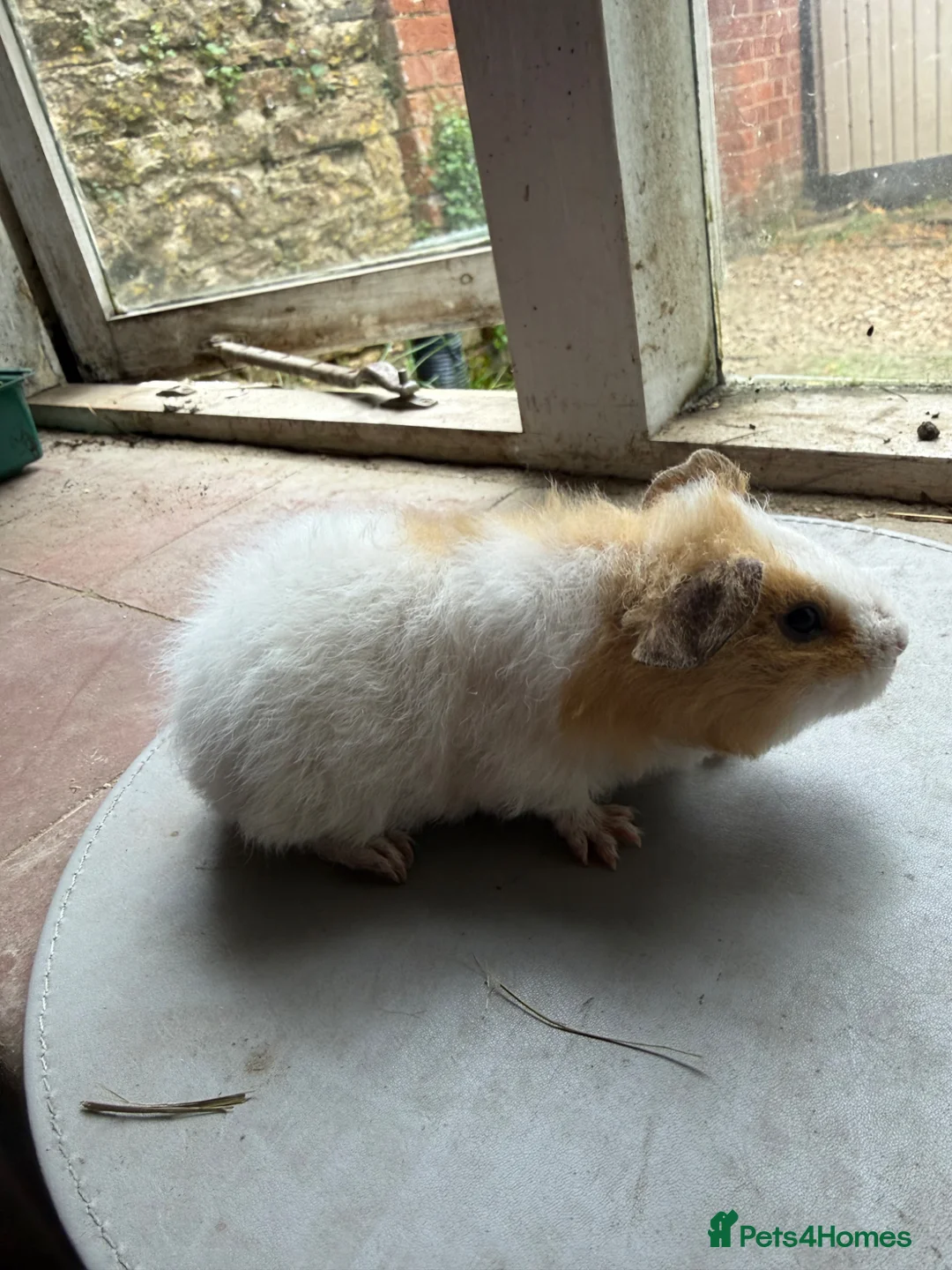 Guinea Pig rodents for sale: 3 boys looking for new homes! - Advert 1