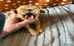 Mixed Breed dogs for sale: 8 beautiful cockapoo cross cavapoo pups - Image 20