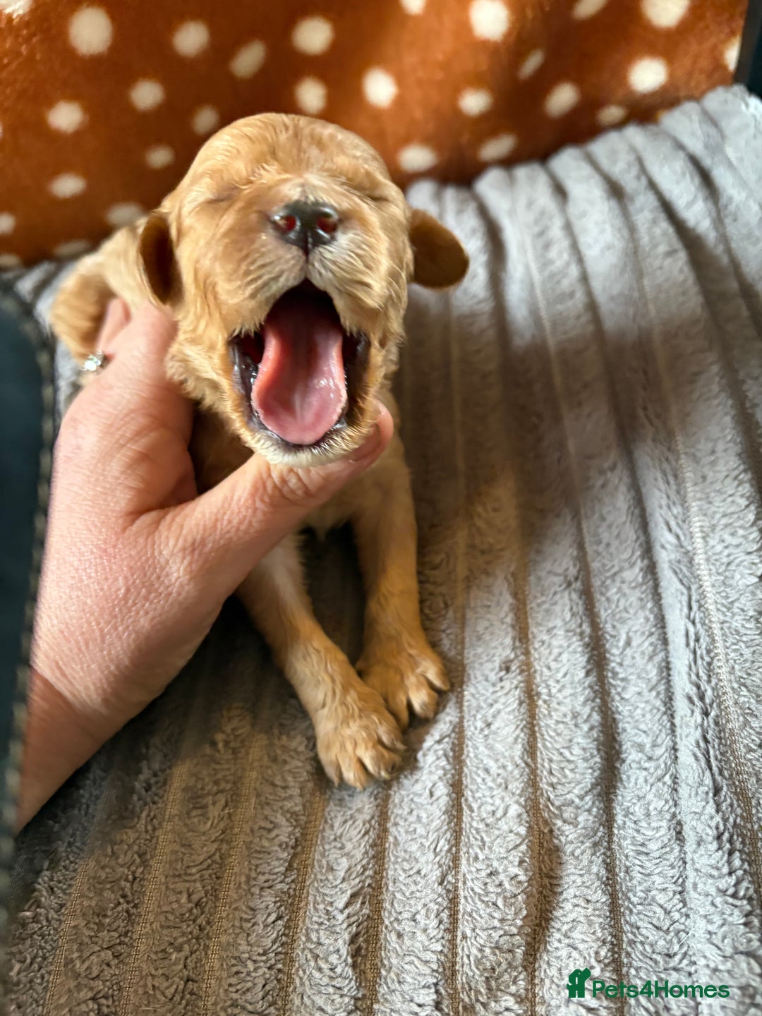 Mixed Breed dogs for sale: 8 beautiful cockapoo cross cavapoo pups - Image 20