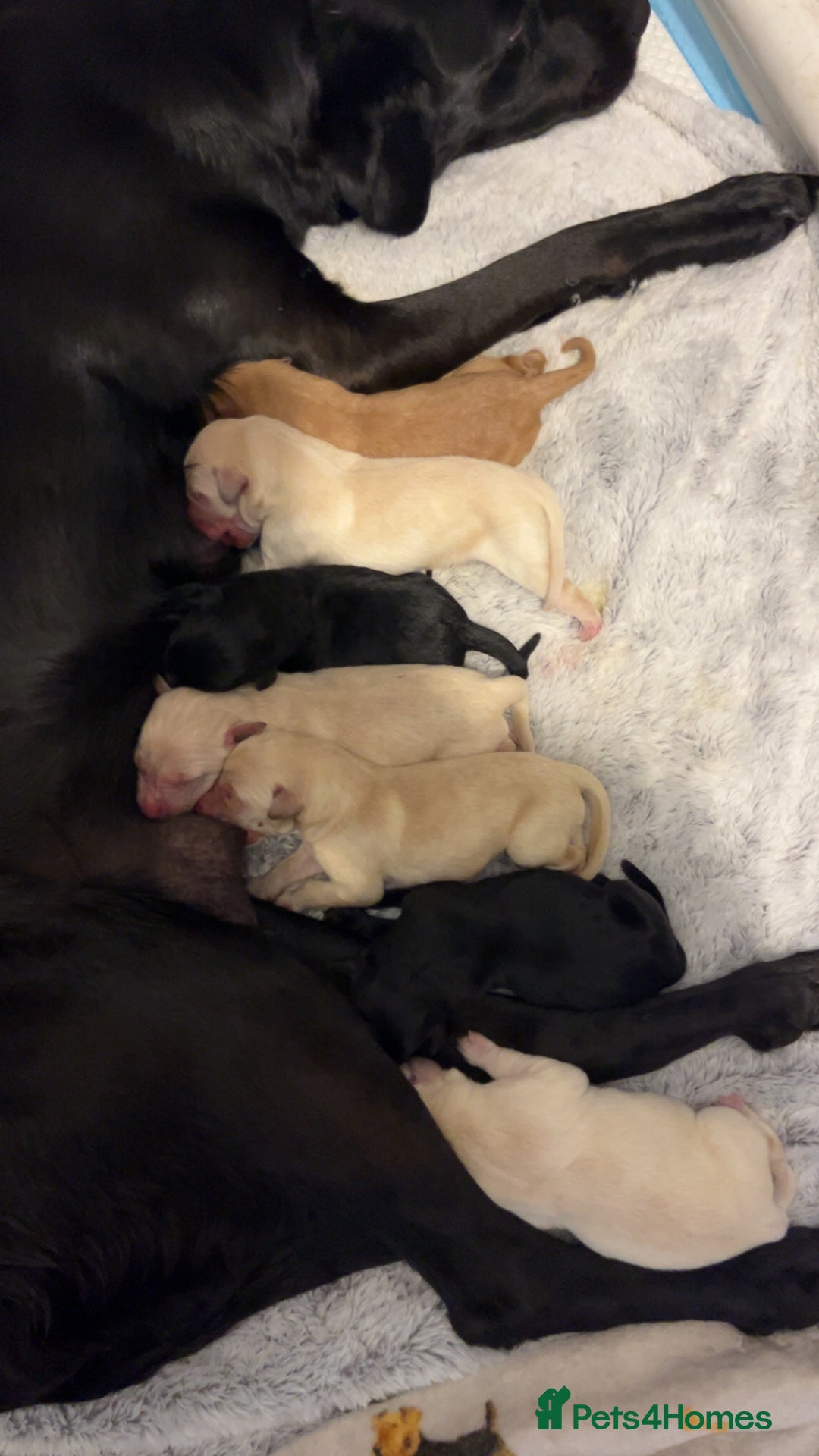 Labrador Retriever dogs for sale: Most beautiful litter of Labradors  - Image 4
