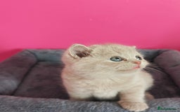 British Shorthair cats for sale: Stunning Teddy bear BSH kittens  GCCF  - Image 22
