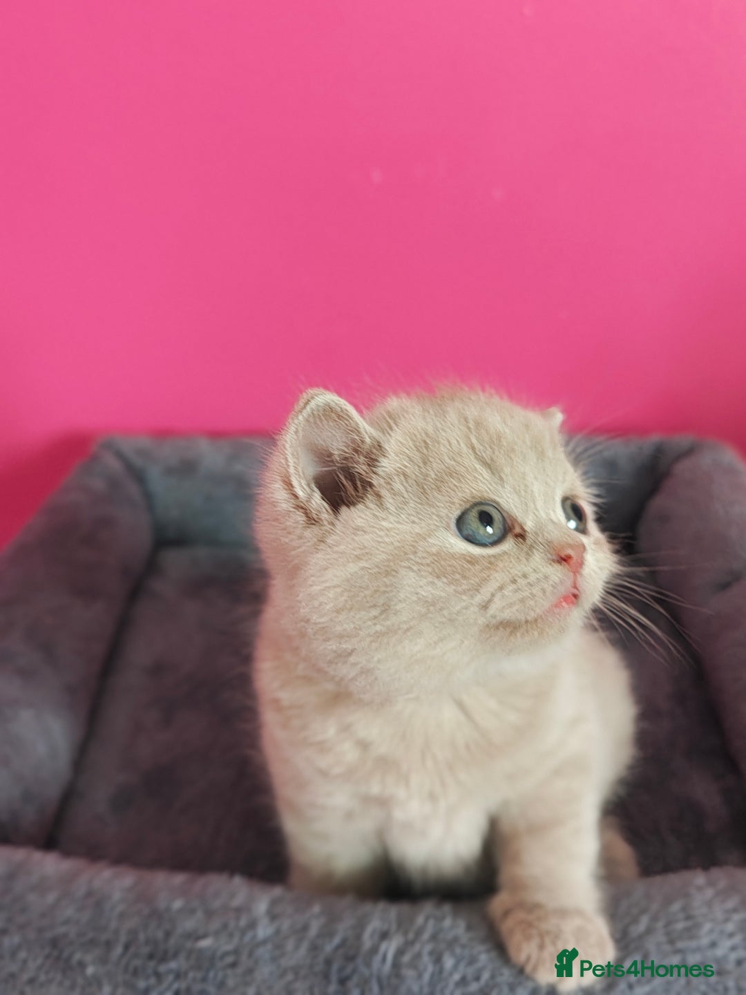British Shorthair cats for sale: Stunning Teddy bear BSH kittens  GCCF  - Image 22