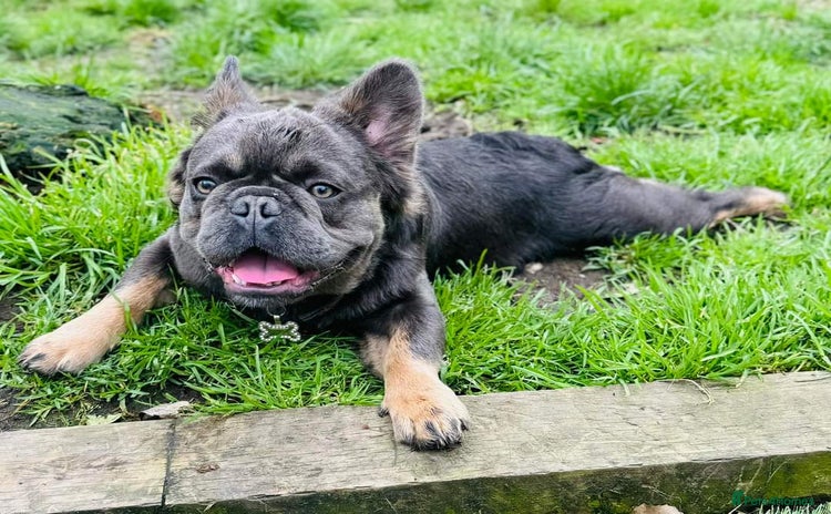 French Bulldog dogs - Advert 2