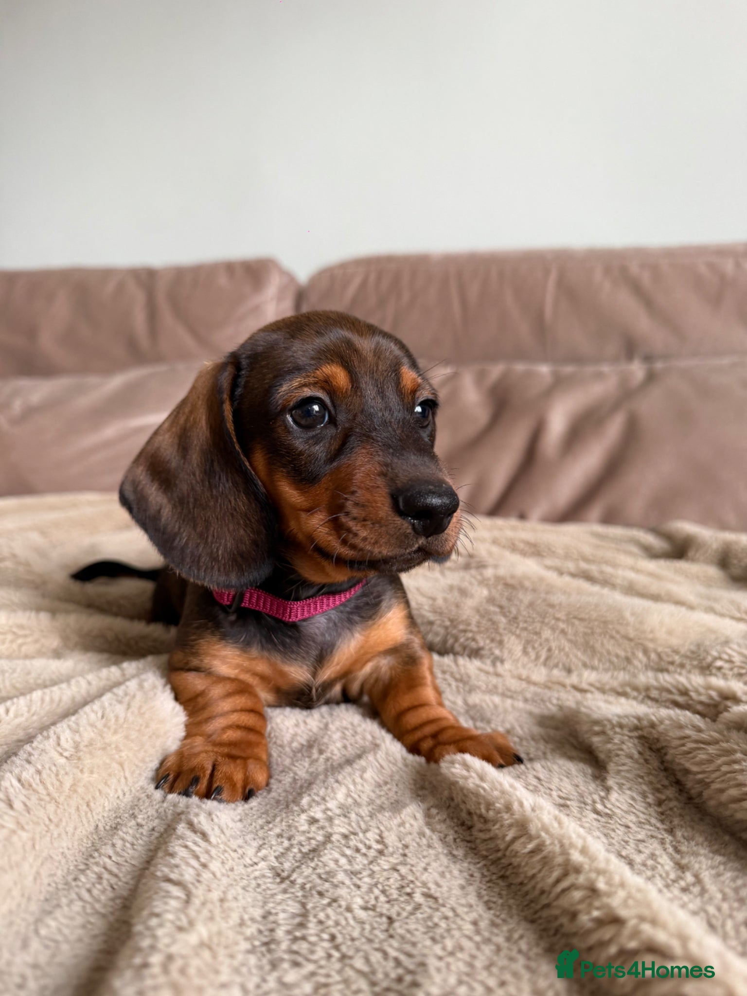 Miniature Dachshund dogs KC registered Miniature dachshunds red&shaded red - Advert 2