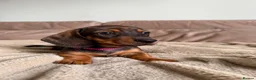 Miniature Dachshund dogs for sale: KC registered Miniature dachshunds red&shaded red - Advert 3