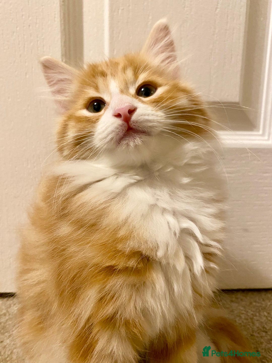 Domestic Shorthair cats for sale: Domestic Shorthair X Ragdoll Cross - Advert 5