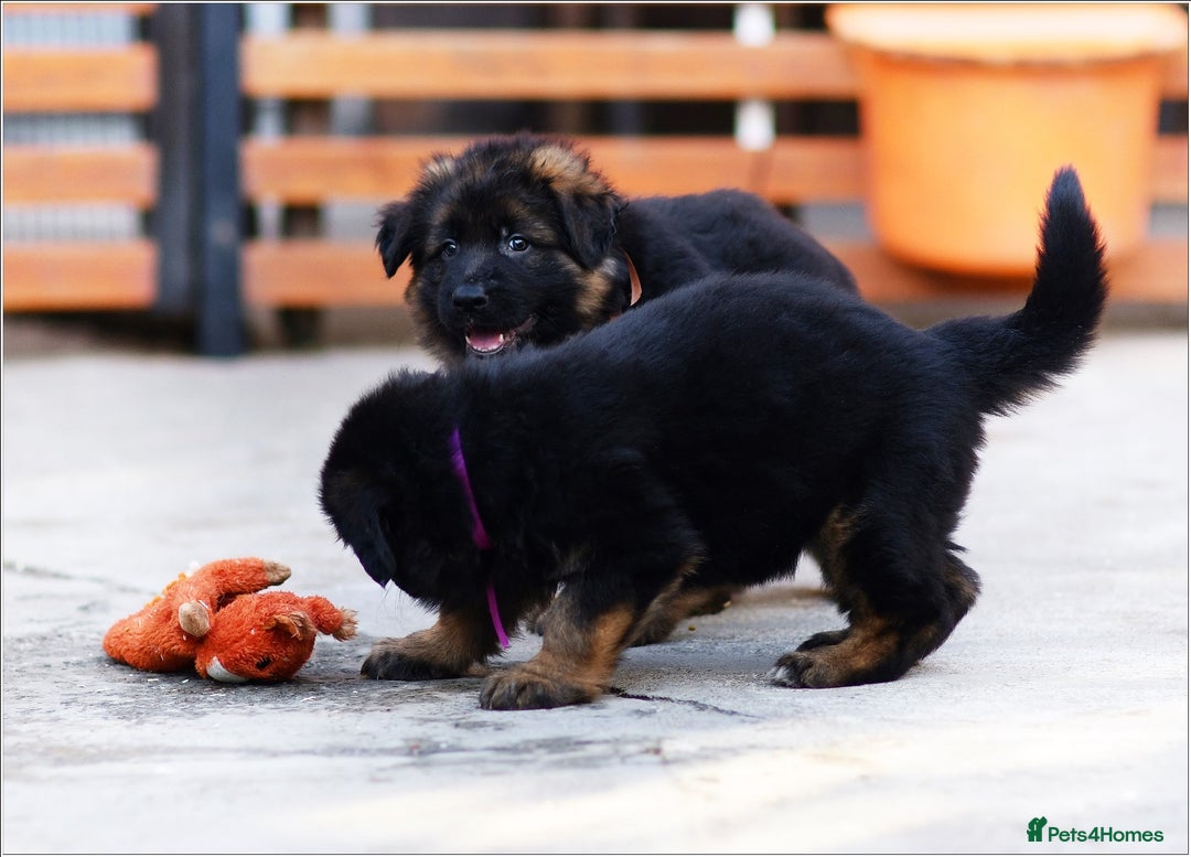 German Shepherd dogs for sale: BRUSAVENBERG LITTER DUE 3rd WEEK of JANUARY 2026 - Advert 6