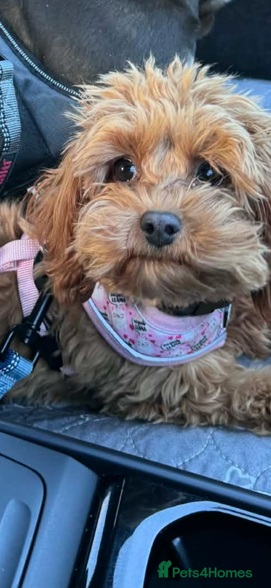 Cavapoo dogs for sale: Stunning Cavapoo female  - Advert 2