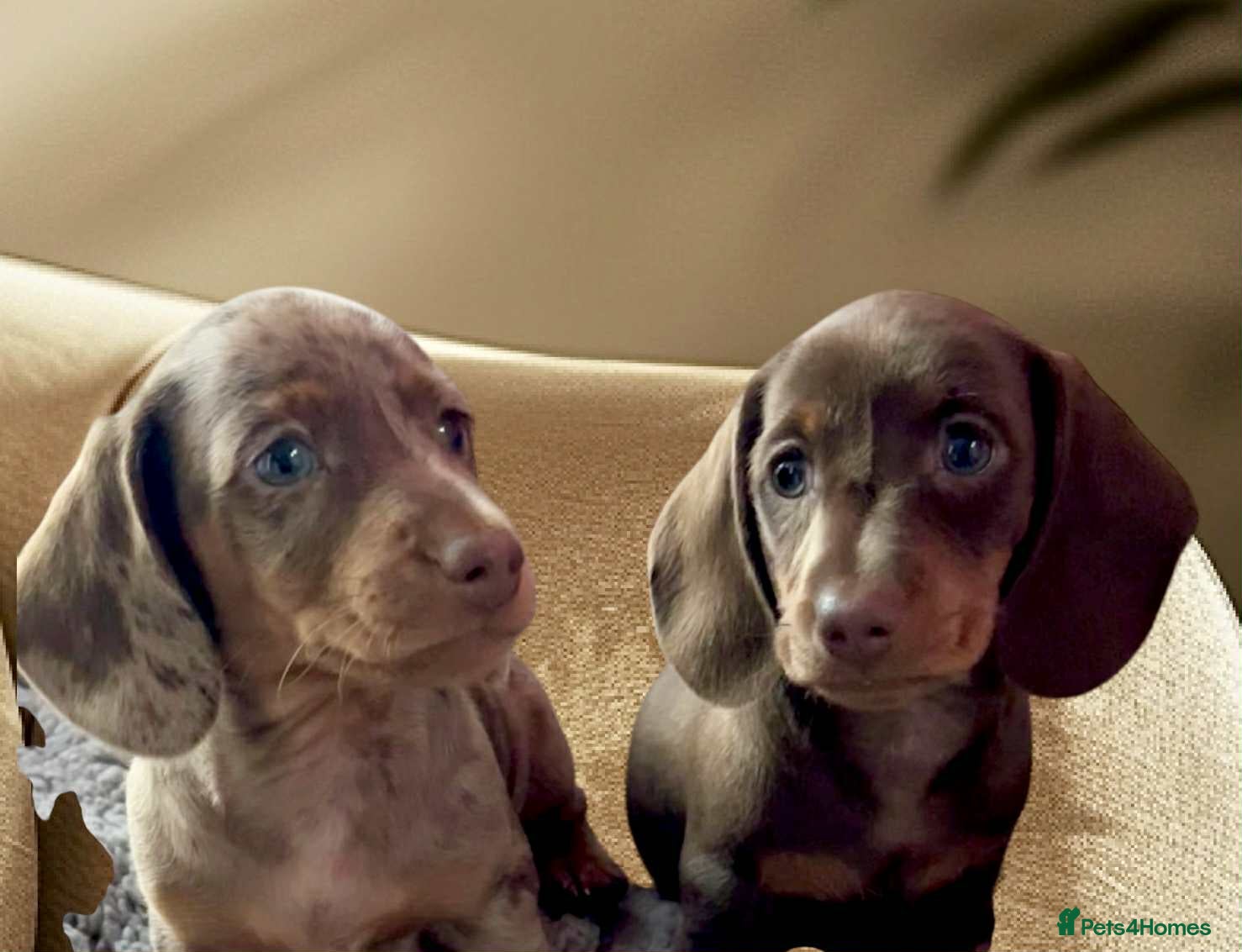 Dachshund dogs Miniature Dachshund puppies  - Advert 8