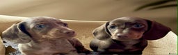 Dachshund dogs for sale: Miniature Dachshund puppies  - Advert 5