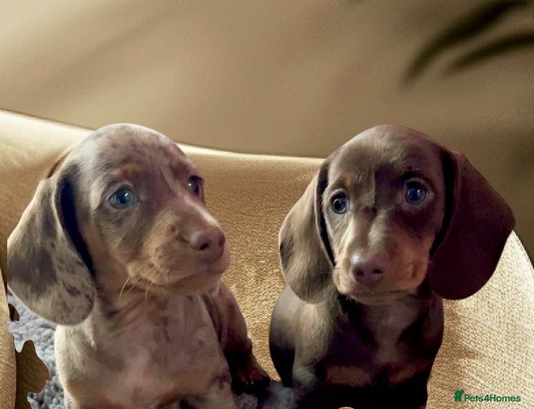 Dachshund dogs for sale: Miniature Dachshund puppies  - Advert 5