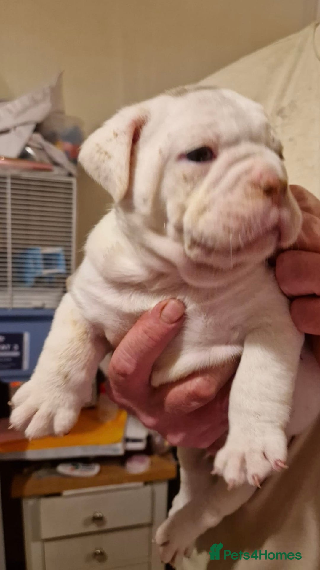 Olde English Bulldogge dogs for sale: Old English bulldog puppies GENERATIONAL - Advert 33