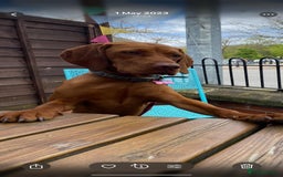 Hungarian Vizsla dogs for sale: Bela is Expecting! Hungarian Vizsla Puppies - Image 10