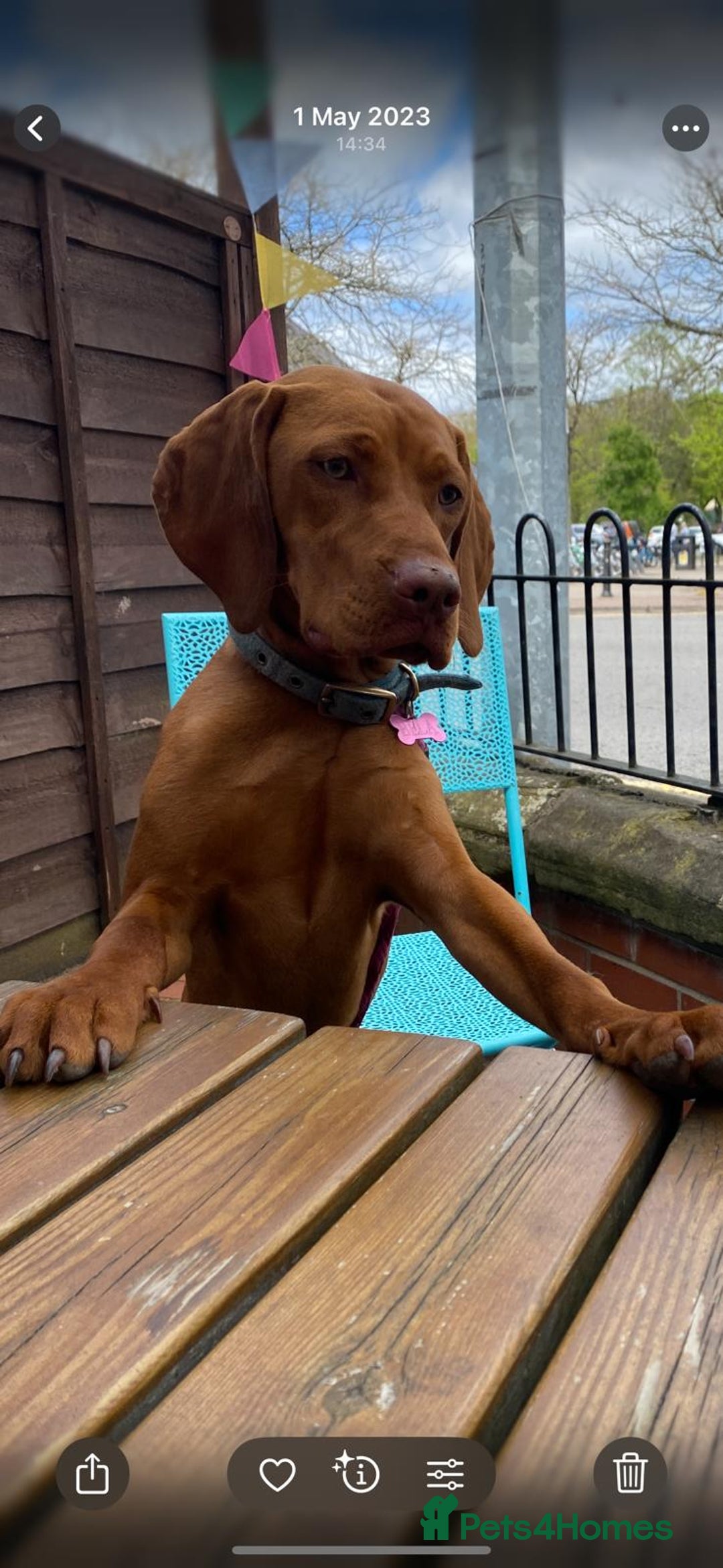 Hungarian Vizsla dogs for sale: Bela is Expecting! Hungarian Vizsla Puppies - Image 10