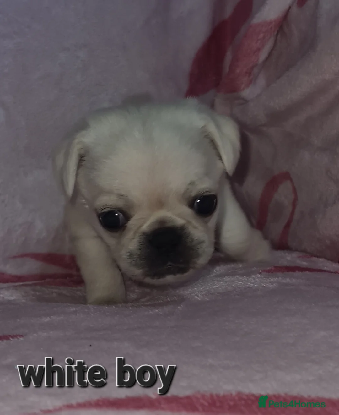 Pug dogs for sale: Pug puppies in Pontefract - Advert 2