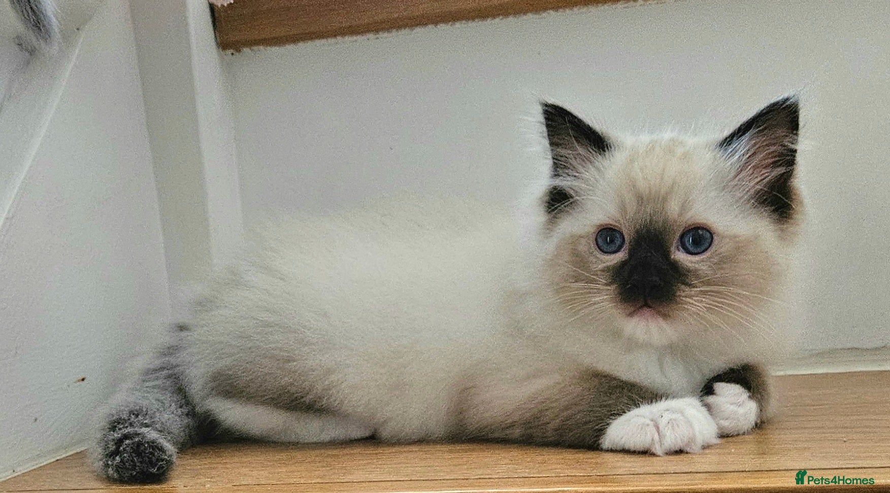 Ragdoll cats Stunning Ragdoll kittens.  - Advert 2