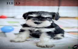 Miniature Schnauzer dogs for sale: ⭐️⭐️ KC REGISTERED PUPS ⭐️⭐️ - Image 9