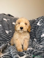 Cockapoo dogs Last F2 Boy Cockapoo puppy - Advert 9