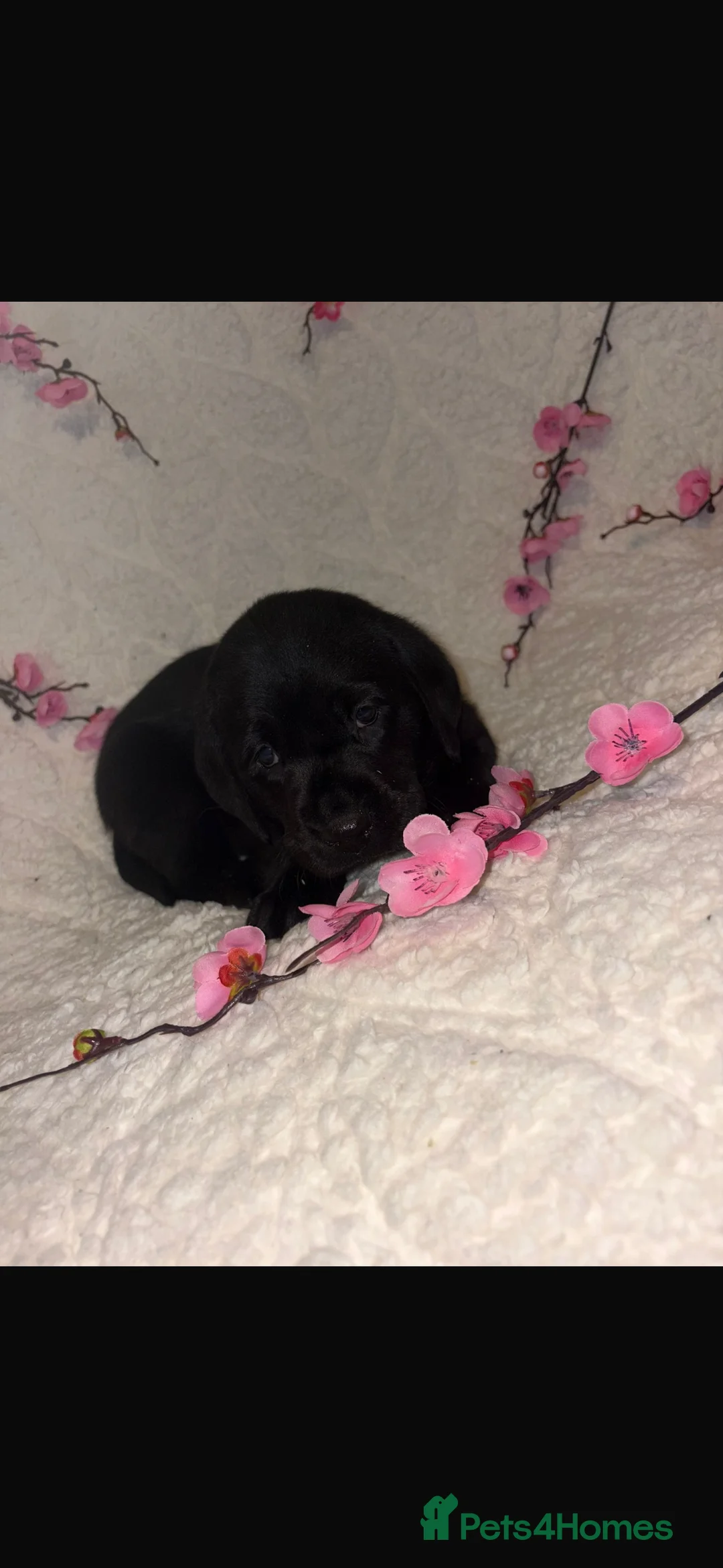 Labrador Retriever dogs for sale: Beautiful Labrador puppy’s  - Advert 10